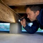 Expert en diagnostic inspectant une poutre infestée